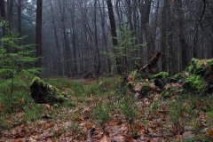 Het Leuvenumse Bos