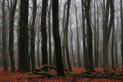 Het Leuvenumse Bos