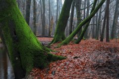 Het Leuvenumse Bos