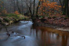 Het Leuvenumse Bos