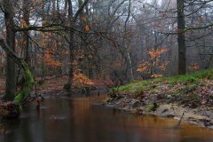 Het Leuvenumse Bos