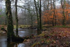 Het Leuvenumse Bos