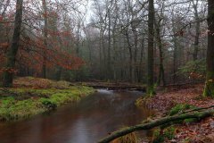 Het Leuvenumse Bos