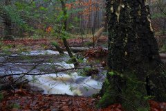 Het Leuvenumse Bos