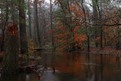 Het Leuvenumse Bos