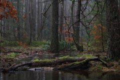Het Leuvenumse Bos
