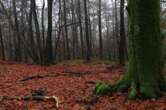 Het Leuvenumse Bos