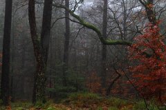 Het Leuvenumse Bos