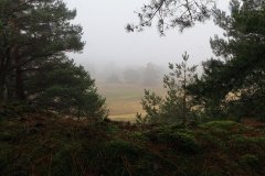 Het Leuvenumse Bos