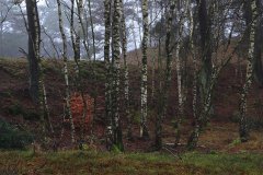 Het Leuvenumse Bos