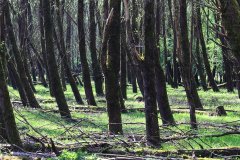 Stille Kern, Zeewolde, Flevoland