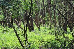 Stille Kern, Zeewolde, Flevoland