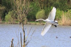 Stille Kern, Zeewolde, Flevoland
